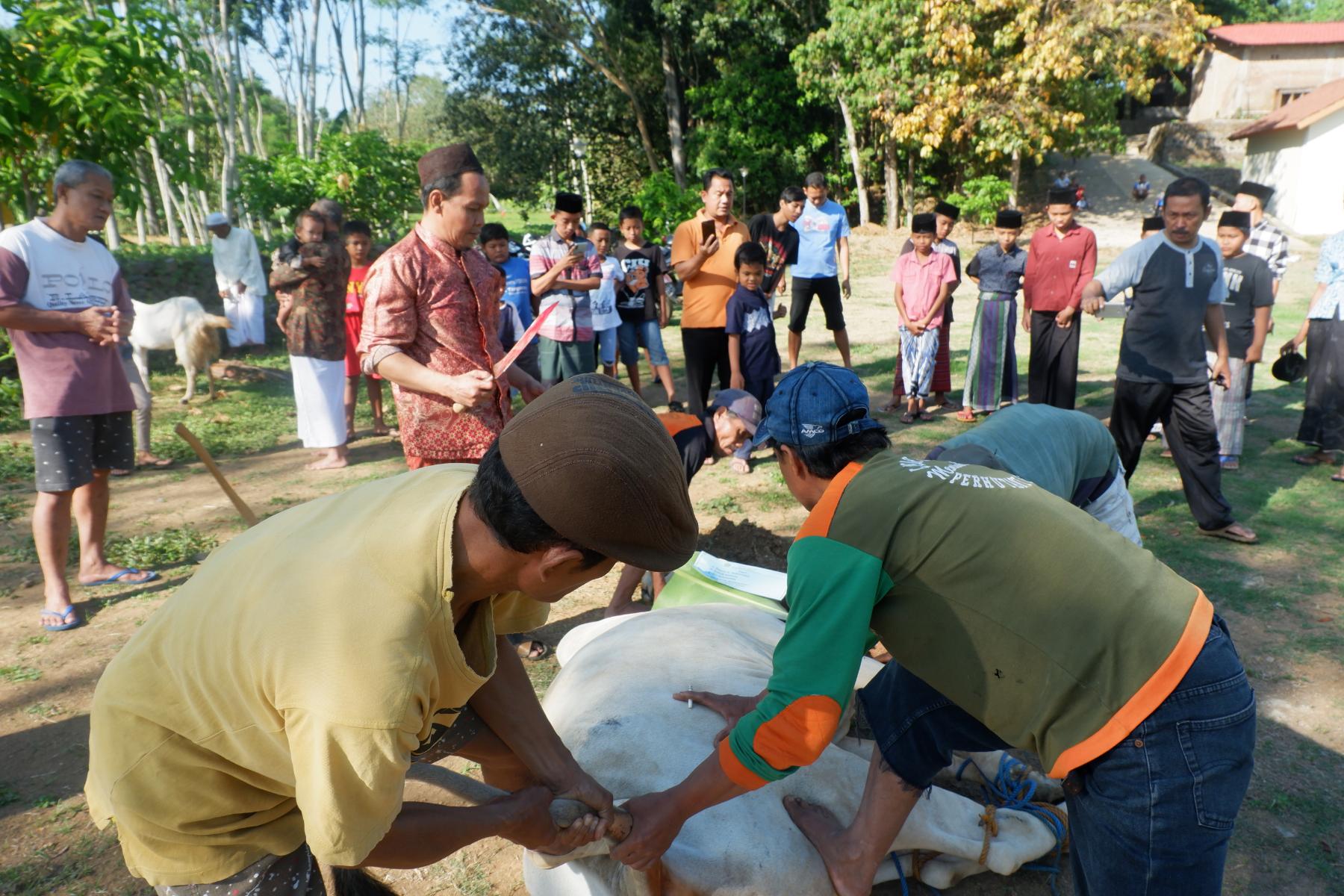 kriteria-hewan-qurban-dan-tata-cara-penyembelihannya